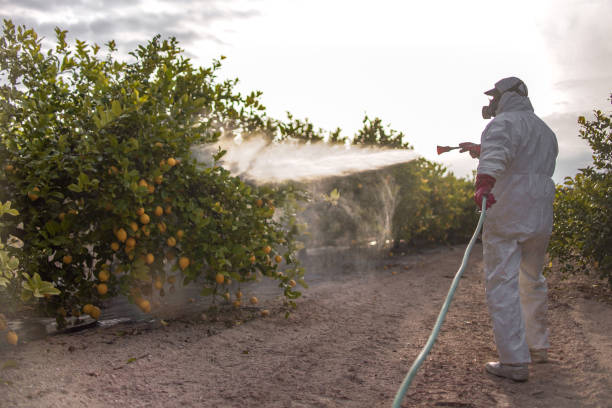 Best Emergency Pest Control  in Holton, KS