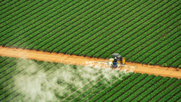 Best Ant Control Services  in Holton, KS
