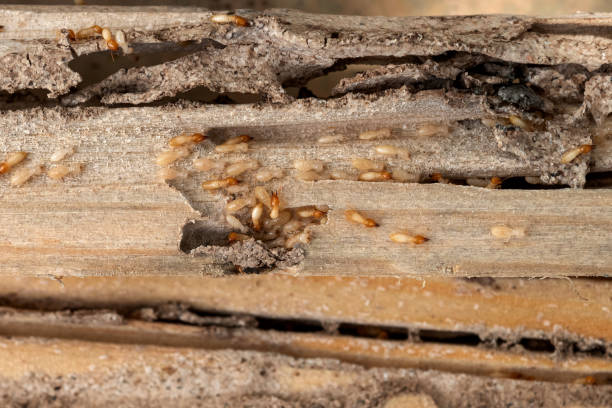Trusted Holton, KS Pest Control Experts