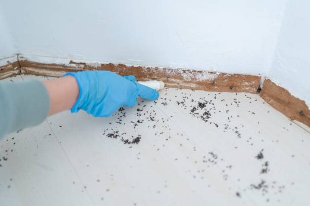Reliable Holton, KS Pest Control Solutions